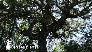 Árbol Alcornoque o 🌷 Quercus Suber 🌷 [upl. by Tremaine]