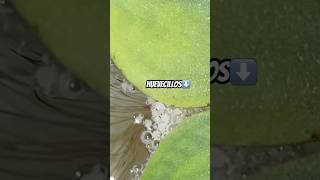 ASI SE VEN LOS HUEVECILLOS DEL PEZ BETTA HD ​⁠PEZBETTA20 peces fish [upl. by Swenson]