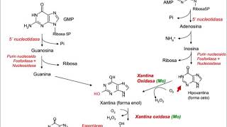 Bioquímica metabólica 35Metabolismo de nucleótidos 2Interconversión de nucleósidos monofosfato [upl. by Crellen]