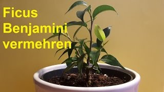 Birkenfeige Ficus Benjamini vermehren durch Stecklinge  Ableger Ficus Benjamina [upl. by Ativel]