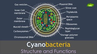 Cyanobacteria  Structure and Functions  Basic Science Series [upl. by Fesoy]