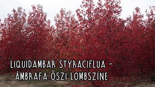 Liquidambar styraciflua  Ámbrafa őszi lombszíne [upl. by Apilef]