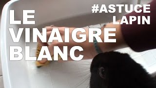 Astuce Lapin Le vinaigre blanc [upl. by Esimorp]