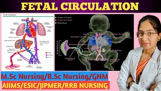 Fetal Circulation  Embryology  Fetoplacental Circulation  Circulatory System  Detail explanation [upl. by Novy]