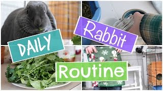 Daily Rabbit Routine  StormyRabbits [upl. by Pru]