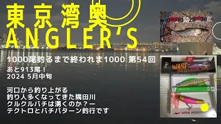 【東京湾奥】周りの人は釣れているのか？／隅田川／バチパターン／シーバス釣り【シーバス釣り】2024 5月中旬 Can We Catch Fish In Tokyo Bay 54 [upl. by Adnamas]