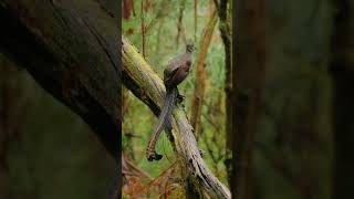 Beautiful Paradise Birds Never Seen Before ai oiseau nature birdslover [upl. by Ileana]