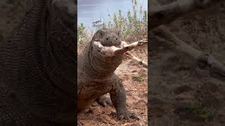 What do Komodo dragons eat🦕🦕🦖🦖 [upl. by Gurney]