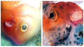 Medication  Cure for Goldfish HOLE IN THE HEAD Disease [upl. by Sera701]