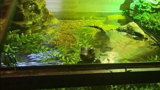 Baby Cuviers Dwarf Caiman aquarium enclosure plus tips and status update dwarfcaiman [upl. by Essie945]