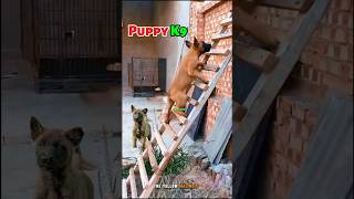 Malinois Belgian Shepherd Training dog puppy dogtraining becgie chó malinois [upl. by Namyh199]