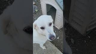 My great pyrenees liberty sunshine got under the Christmas tree and got her present out [upl. by Oznarol]