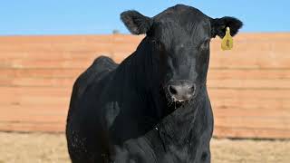 Enhance Your Herd with Powerful Bulls from Stevenson Angus [upl. by Nhepets]