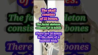 How many Bone in Face Chest Skull  biology bones kidney neet shorts ytshorts science yt [upl. by Llain650]