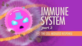 Immune System Part 3 Crash Course Anatomy amp Physiology 47 [upl. by Gris714]