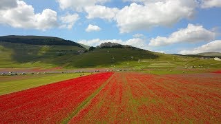 Fioritura Castelluccio di Norcia  Drone [upl. by Rafi]