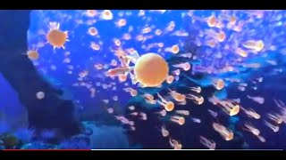 Virtual Reality  360° Jellyfish Whales amp Turtles Dive  Part 2  Oculus Quest 2 [upl. by Yellah]