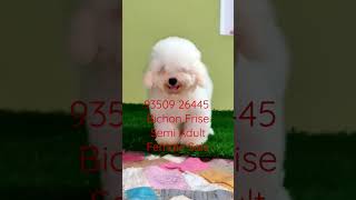 Bichon Frise Semi Adult Female For Sale In India BestDogsDealsIndia 93509 26445 [upl. by Natka]