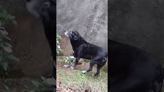 Dengão e Denguinha em alerta 🐶 [upl. by Norina250]