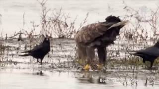 Zeearenden zorgen voor soap in de Biesbosch 6 [upl. by Nauqan]