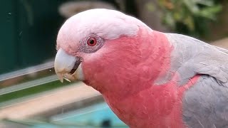 How to call a WILD PINK GALAH🤙🏼📢💗🦜🤓😀🥰😍actually works😆 [upl. by Malcolm339]