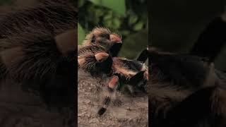 Mexican Red knee Tarantula [upl. by Geof380]