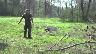 Down East Hunting Retriever Club [upl. by Parnell]