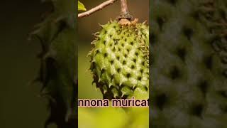 ANNONACEAE FAMILY MEMBERS shorts viralvideo trending botanyforall bscbotany botanylectures [upl. by Noryb894]