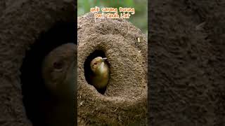 Sarang burung ovenbird unik dari tanah liat shorts caripedia yearofyou [upl. by Rosenberg]