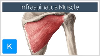 Infraspinatus Muscle  Origin Insertion amp Function  Human Anatomy  Kenhub [upl. by Isayg799]