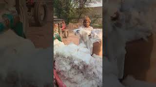 Cotton ginning at chadru [upl. by Malchy]