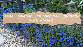 Blue Flowering Groundcover  Lithodora “Grace Ward”  Blooming in my garden 💙 [upl. by Christi]