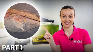 Parasites You Can Find Under The Microscope After Skin Scraping a Fish • PART 1 [upl. by Nairrad298]