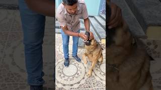 German Shepherd Deworming Ninja Techniq dog deworming gsd tablet doglover shortsfeed shorts [upl. by Iras]