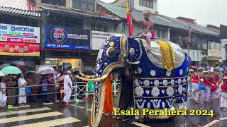 Esala Perahera 2024 8 esalaperahera srilanka kandy [upl. by Harvey587]