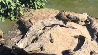 Crocodile feeding at Croc Farm Madagascar [upl. by Veejar]