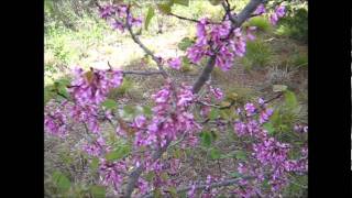 The Judas Tree Cercis siliquastrum [upl. by Sair]