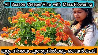 Mexican Flame Vine Complete Care  Propagation  Fertilizer  വർഷം മുഴുവനും പൂവിടുന്ന ക്രീപ്പർ ചെടി [upl. by Christabella]