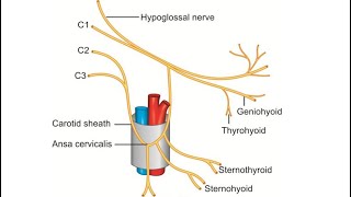 Ansa Cervicalis [upl. by Gardner]