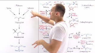 Metabolism of Methionine [upl. by Nitsirhc]