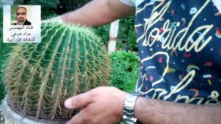 عمة القاضى صبار جميل طرق تكاثر ورعاية Echinocactus grusonii حلقة 73 [upl. by Asssilem]