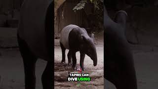 The Animal You Didn’t Know Existed – Meet the Tapir [upl. by Molini]