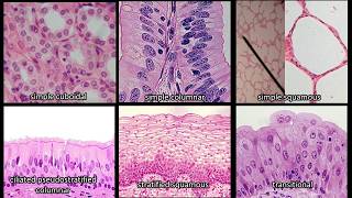 Identifying Epithelium  Review and Practice Questions [upl. by Sup686]