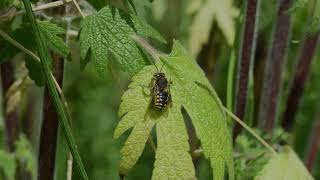 Herzgespann  eine insektenfreundliche Gartenpflanze  Steckbrief [upl. by Nothgierc]