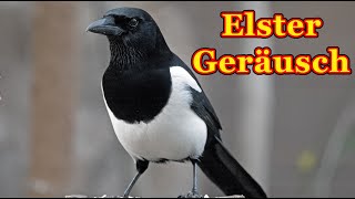 Elster Geräusch  Elster Vogelstimme [upl. by Ruhtra]