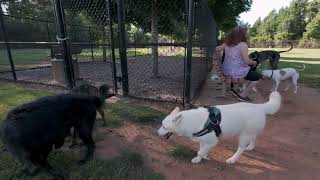 Dog Zone Dog Park TV Husky corrects Great Dane [upl. by Stoat]