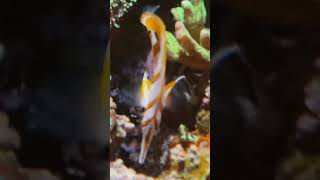 Clownfish taking care of eggs [upl. by Lamrej]