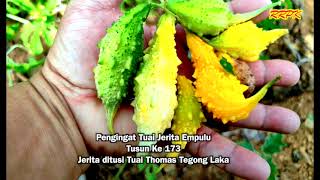 Pengingat Tuai Jerita Empulu Tusun ke 173 [upl. by Fidela]