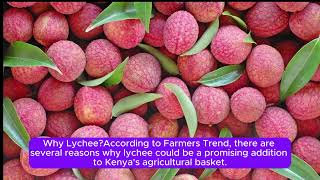 The Current State of Lychee Fruit Farming in Kenya [upl. by Alcina]