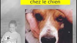 leishmaniose du chien  étiologie et signes cliniques [upl. by Whitman]